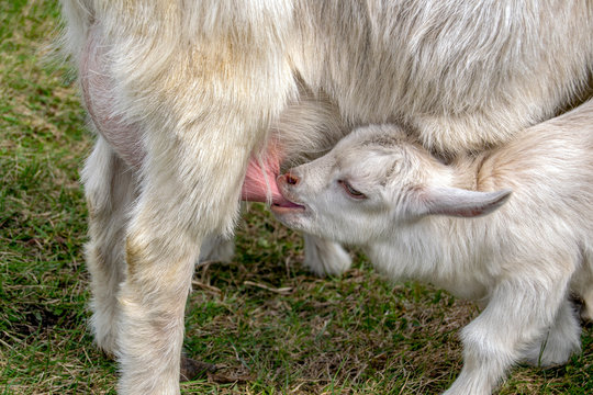 The goat's mom feeds her kid. Natural feeding of a small goat.