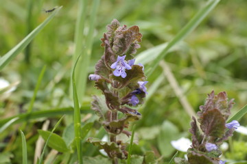 butterfly on a flower