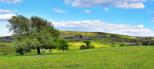 Fototapeta premium Spring nature landscape panorama background