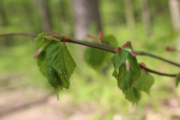 
Young juicy leaves blossomed from buds on a linden tree