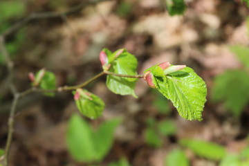 
Young juicy leaves blossomed from buds on a linden tree