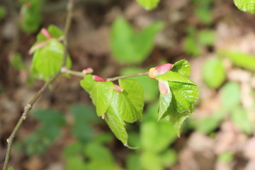 
Young juicy leaves blossomed from buds on a linden tree