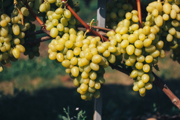 vineyard and grapes