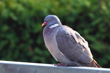 Columba palumbus large grey wild pigeon sits on a fence in the sunset rays. Wild birds in the city, nature and man. Ornithology