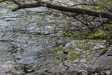 Trees and shrubs are covered with young leaves on the shore of a forest lake.