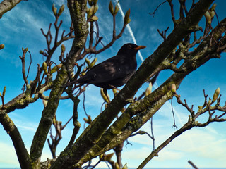 Bird in a tree
