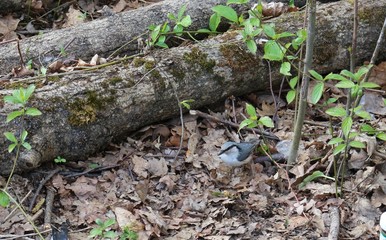 
Little nuthatch sitting near a tree in the forest