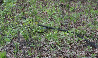 
Little tit sits on a tree in the forest
