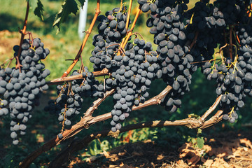 vineyard and grapes
