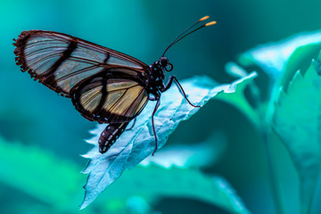 Closeup beautiful butterfly in a summer garden