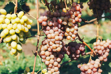 vineyard and grapes