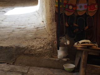 A cat playing in a souvenir shop in the medina, Fez, Morocco