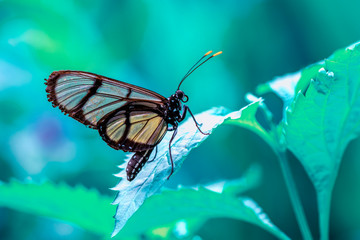 Closeup beautiful butterfly in a summer garden