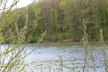 Trees and shrubs are covered with young leaves on the shore of a forest lake.