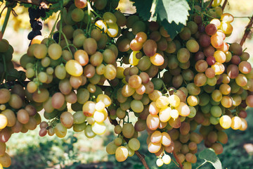 vineyard and grapes