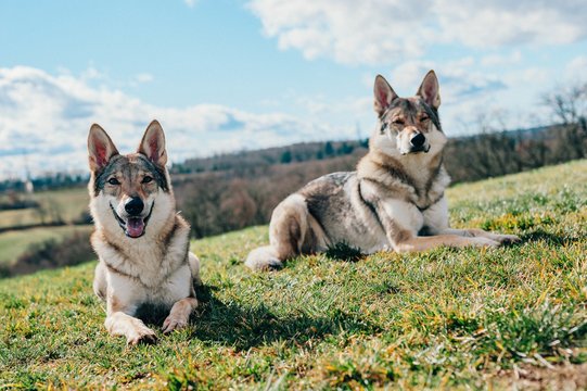 Tamaskan dogs sitting in the garden during daytime