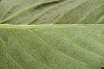 green leaf texture