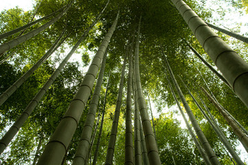 Fototapeta premium Bamboo Forest Street Arashiyama Kyoto