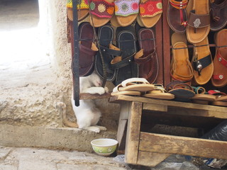 Fototapeta na wymiar A cat playing in a souvenir shop in the medina, Fez, Morocco