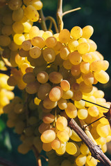 vineyard and grapes