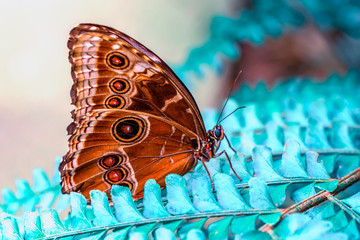 Closeup beautiful butterfly in a summer garden