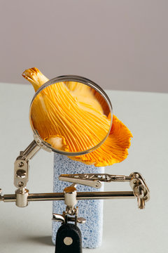 Close up of mushroom seen through magnifying glass