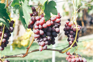 vineyard and grapes