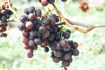 vineyard and grapes