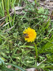 Шмель на цветке одуванчика 