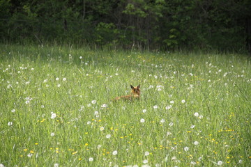 Female cautious fox in the meadow