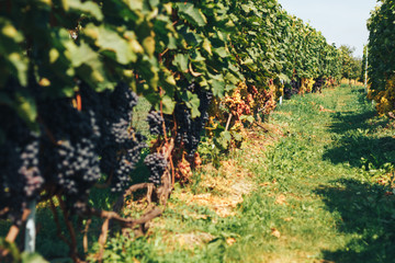 Fototapeta na wymiar vineyard and grapes