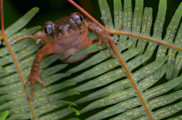 image of a Kinabalu Slender Litter Frog on fern in the rainforest of Borneo 