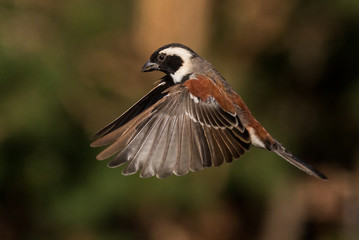 wild birds