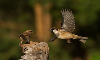 interaction between two birds