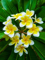Fototapeta premium Frangipani flower near Hue Citadel, Hue, Vietnam