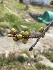 Бутоны(черешня)