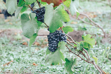 vineyard and grapes