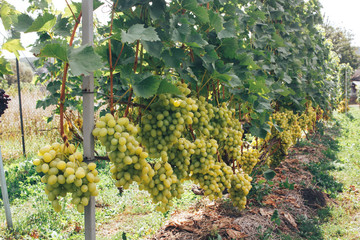 vineyard and grapes