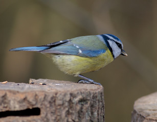 Blue Tit