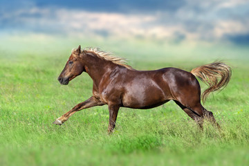 Red horse run gallop on spring green meadow