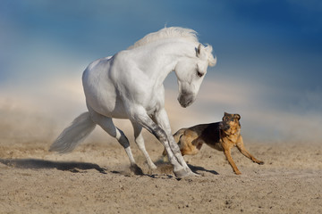 Beautiful white horse with long mane run and play with dog in desert dust
