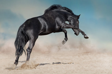 Fototapeta na wymiar Black stallion run on desert dust against blue background