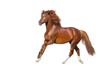 Red Horse run gallop isolated on white backround