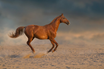 Fototapeta na wymiar Red stallion with long mane run fast against dramatic sky in dust