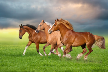 Horse herd run gallop on spring green meadow