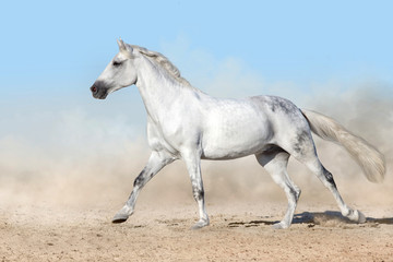 Obraz na płótnie Canvas White horse free run gallop in sandy dust