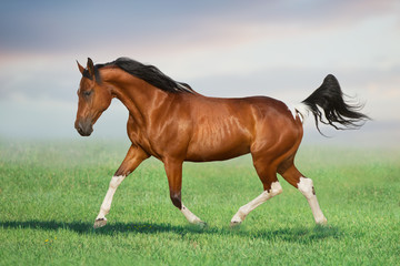 Bay pinto horse gallop on spring green meadow