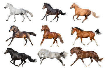 Horses collague fast run isolated - obrazy, fototapety, plakaty