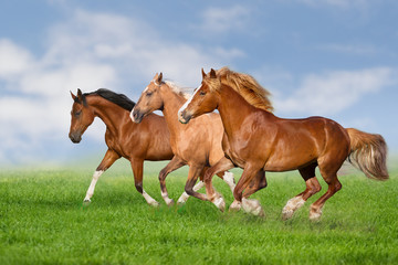 Naklejka na ściany i meble Horse herd run gallop on spring green meadow