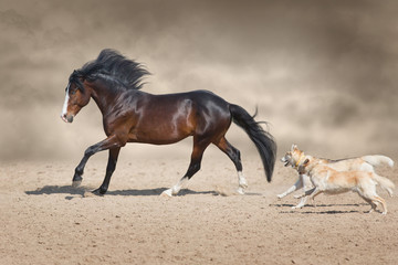 Obraz na płótnie Canvas Beautiful bay horse with long mane run and play with dog in desert dust